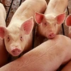 Trang trại nuôi lợn ở Elma, bang Iowa, Mỹ. (Ảnh minh họa: AFP/TTXVN).