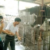 Gấu nuôi nhốt ở Công ty Tân Minh Phương, thành phố Hạ Long, Quảng Ninh. (Ảnh: Nguyễn Đán/TTXVN). 