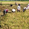 Nông dân vào vụ thu hoạch lúa. (Ảnh: Trần Lê Lâm/TTXVN).