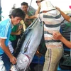 Cá ngừ về bến tại cảng cá phường Đông Tác, thành phố Tuy Hòa, Phú Yên. (Ảnh: Hồng Kỳ/TTXVN). 