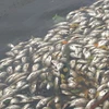 Cá chết hàng loạt ở hồ Trúc Bạch. (Ảnh: Internet).