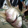 Con cá mập nặng hơn 50kg. (Ảnh: Phan Thái Sơn/TTXVN).