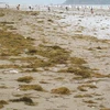 Rong, bèo biển ở bãi biển Cửa Lò. (Ảnh: Nguyễn Văn Nhật/Vietnam+)
