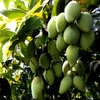 Vườn cây ăn quả ở Tiền Giang. (Ảnh: Đình Huệ/TTXVN)