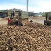 Thu mua sắn nguyên liệu tại Nhà máy sản xuất tinh bột sắn Sơn Hải. (Ảnh: Nguyễn Đăng Lâm/Vietnam+)