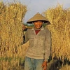 Nông dân Lào. (Ảnh: Internet)