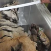 Xác con hổ 156,5kg đông lạnh hơn 5 năm qua bàn giao cho Bảo tàng. (Ảnh: Dương Chí Tưởng/Vietnam+)