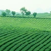 Yên Bái-Vientiane đã hợp tác về lĩnh vực nông lâm nghiệp. (Ảnh minh họa: Internet)