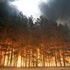 Cháy rừng ở Nga năm 2010. (Nguồn: Internet)