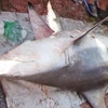 Con cá mập trắng mắc vào lưới của ngư dân ở Quy Nhơn trong tháng Sáu. (Nguồn: Internet)