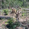 Một khu rừng bị chặt phá. (Ảnh minh họa. Nguồn: Internet)
