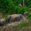 Đàn voi khoảng 10 cá thể ở Đồng Nai đang đứng bên bờ tuyệt chủng. Ảnh minh họa. (Nguồn: Internet) 