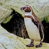 Chú chim cánh cụt Humboldt. (Nguồn: AFP)