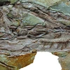 Dấu vết hóa thạch khủng long có lông vũ bao phủ. (Nguồn: NY Times)