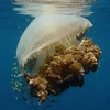 Con sứa. (Nguồn: Internet)