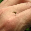 Muỗi vằn là trung gian truyền virus gây bệnh sốt xuất huyết sang người. (Nguồn: Internet)