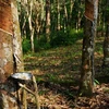 Rừng cao su ở Indonesia. (Nguồn: Forest News)