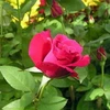 Hoa hồng Đà Lạt. (Nguồn: Gia Lai Online)