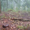 Rừng thuộc Vườn quốc gia Vũ Quang bị tàn phá. (Nguồn: Dân Trí)