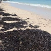 Dầu tràn vào bờ biển gây ô nhiễm huyện đảo Phú Quý. (Nguồn: Tuổi Trẻ)
