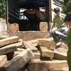 Một chiếc xe chở gỗ quý trái phép bị bắt giữ. (Ảnh minh họa: V.Dũng/Vietnam+)
