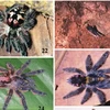 Bốn loài nhện mới được phát hiện. (Nguồn: theregister.co.uk)