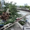 Hậu quả bão số 8 tại Thái Bình. (Ảnh: Tuấn Anh/TTXVN)