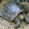 Rùa ở Galapagos. (Nguồn: ilankelman.org)