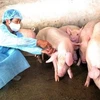 Tiêm vắcxin phòng dịch bệnh tai xanh trên đàn lợn tại một hộ chăn nuôi. (Ảnh: Danh Lam/TTXVN)