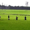 Trời nắng ấm, nông dân ra đồng chăm sóc lúa từ sáng sớm. (Ảnh minh họa: Hồ Cầu/TTXVN)