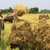 Thu hoạch lúa ở Đồng bằng sông Cửu Long. (Ảnh: Duy Khương/TTXVN)