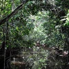 Rừng Amazon. (Nguồn: AP)