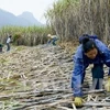 Thu hoạch mía. (Ảnh minh họa: Đình Na/TTXVN)