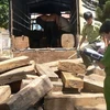 Một vụ vận chuyển gỗ trái phép bị phát hiện. (Nguồn: Vietnam+)
