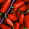 Ninh Thuận ký thỏa thuận phát triển vùng trồng ớt