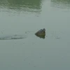 Cụ Rùa bất ngờ nổi trên mặt hồ sáng nay (Ảnh: Sơn Bách/Vietnam+)