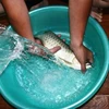 Đánh thuốc mê cho cá rồng (Ảnh: Sơn Bách/Vietnam+)