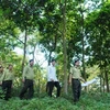 Lực lượng kiểm lâm thực hiện công tác quản lý, kiểm soát việc giao và sử dụng đất trồng rừng cho nhân dân. (Ảnh: Quang Quyết/TTXVN)