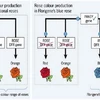 Quy trình hình thành bông hồng xanh với sự hỗ trợ của kỹ thuật RNAi. (Ảnh minh họa/Csiro.au) 