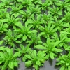 Loài thực vật Arabidopsis thaliana. (Ảnh: Internet)