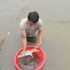 Mô hình nuôi thử cá lăng chấm đang được nhân rộng ở nhiều hộ trong tỉnh Hải Dương. (Ảnh minh họa. Nguồn: Internet)
