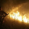 Nhân viên cứu hỏa phun nước dập đám cháy rừng ở làng Murmino, Nga. (Nguồn: AFP/TTXVN)