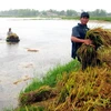 Nông dân huyện Mộ Đức, Quảng Ngãi thu hoạch lúa chạy lũ do ảnh hưởng của bão số 3. (Ảnh chỉ có tính minh họa. Thanh Long/TTXVN)
