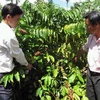 Trồng càphê giống mới, chăm sóc đúng kỹ thuật giúp vườn càphê cho trái sớm với năng suất có thể lên tới 5-6 tấn/ha.(Nguồn: dongnai.gov.vn)