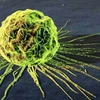 Tế bào ung thư. Ảnh minh họa. (Nguồn: khoahoc.com.vn)