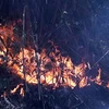 Lửa cháy trong một khu rừng trong Vườn quốc gia Hoàng Liên sáng 6/3. (Ảnh: Lục văn Toán/TTXVN)