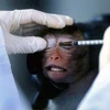 Một nhà nghiên cứu tiêm dung dịch thử nghiệm vào một chú khỉ. (Nguồn: AFP)