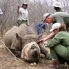 Nhân viên tổ chức bảo vệ động vật hoang dã gắn chip lên sừng tê giác. (Nguồn: m.tuoitre.vn)