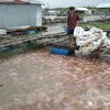 Người nuôi cá điêu hồng trên sông Tiền, xã Bình Thạnh, huyện Cao Lãnh, Đồng Tháp. (Nguồn: danviet.vn)