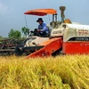 Thu hoạch lúa Đông Xuân 2011-2012 tại Hậu Giang. (Ảnh: Duy Khương/TTXVN)